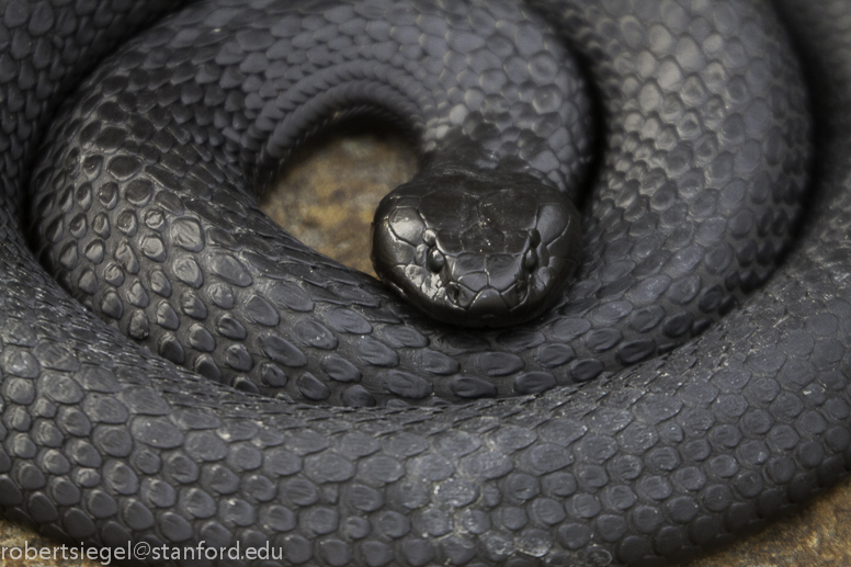 black tiger snake